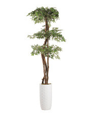 6ft Ming Aralia Tree | TJ Maxx