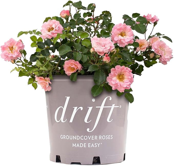 Perfect Plants Blushing Drift Rose Bush in 1 Gallon Grower's Pot | Compact Flowering Ground Cover... | Amazon (US)