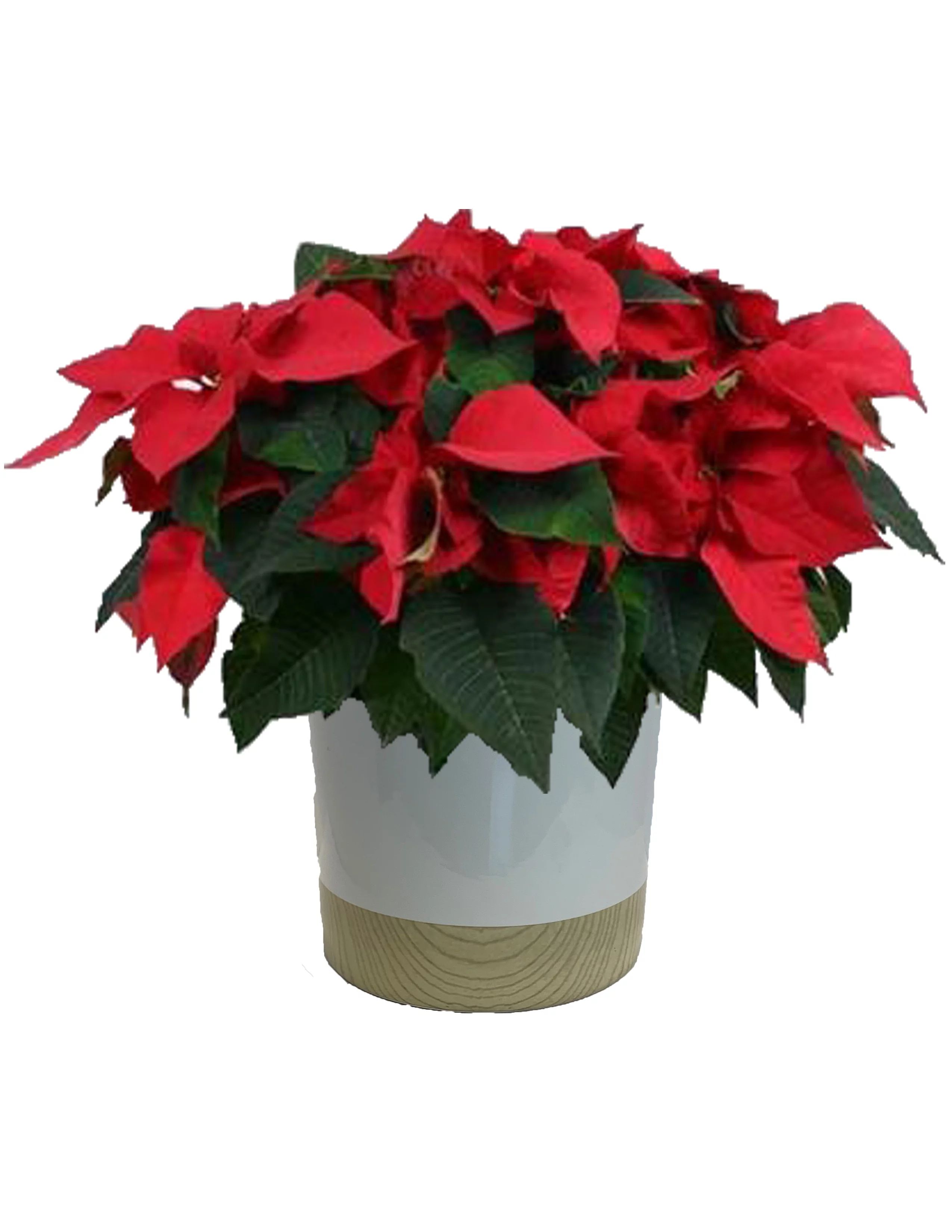 Better Homes & Gardens 8-Inch Live Red Poinsettia in White Ceramic Pot, Live Plants | Walmart (US)