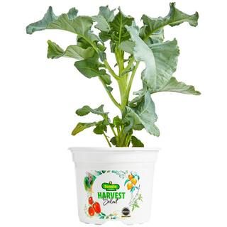 Bonnie Plants 25 oz. Harvest Select Artwork Stir-Fry Broccoli Plant-715339121103 - The Home Depot | The Home Depot