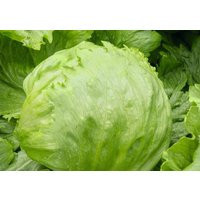 Iceberg Lettuce - 50+ Seeds L 021 | Etsy (US)