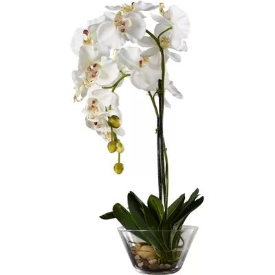 Phalaenopsis Silk White Orchid in Glass Vase | Wayfair North America