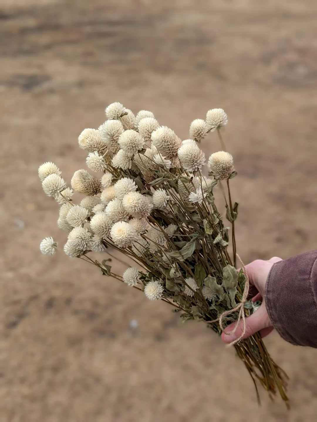 Dried White Gomphrena Bunch, All-natural, Farm grown | Etsy (US)
