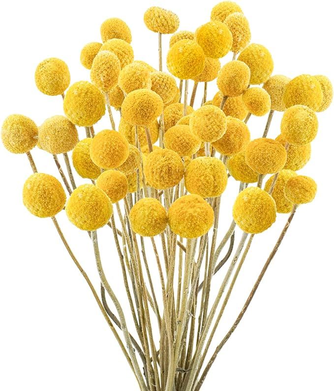 30Pcs Natural Dried Flowers Dried Craspedia Billy Balls Flowers Billy Buttons 16’’ Yellow Flo... | Amazon (US)