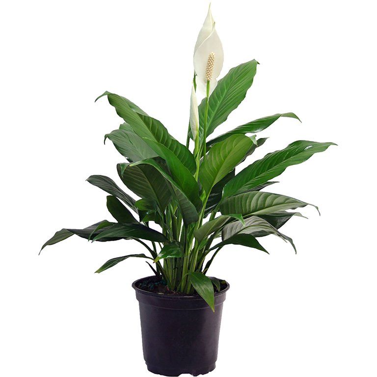 Costa Farms Live Indoor 15in. Tall Green Peace Lily; Bright, Indirect Sunlight Plant in 6in. Grow... | Walmart (US)