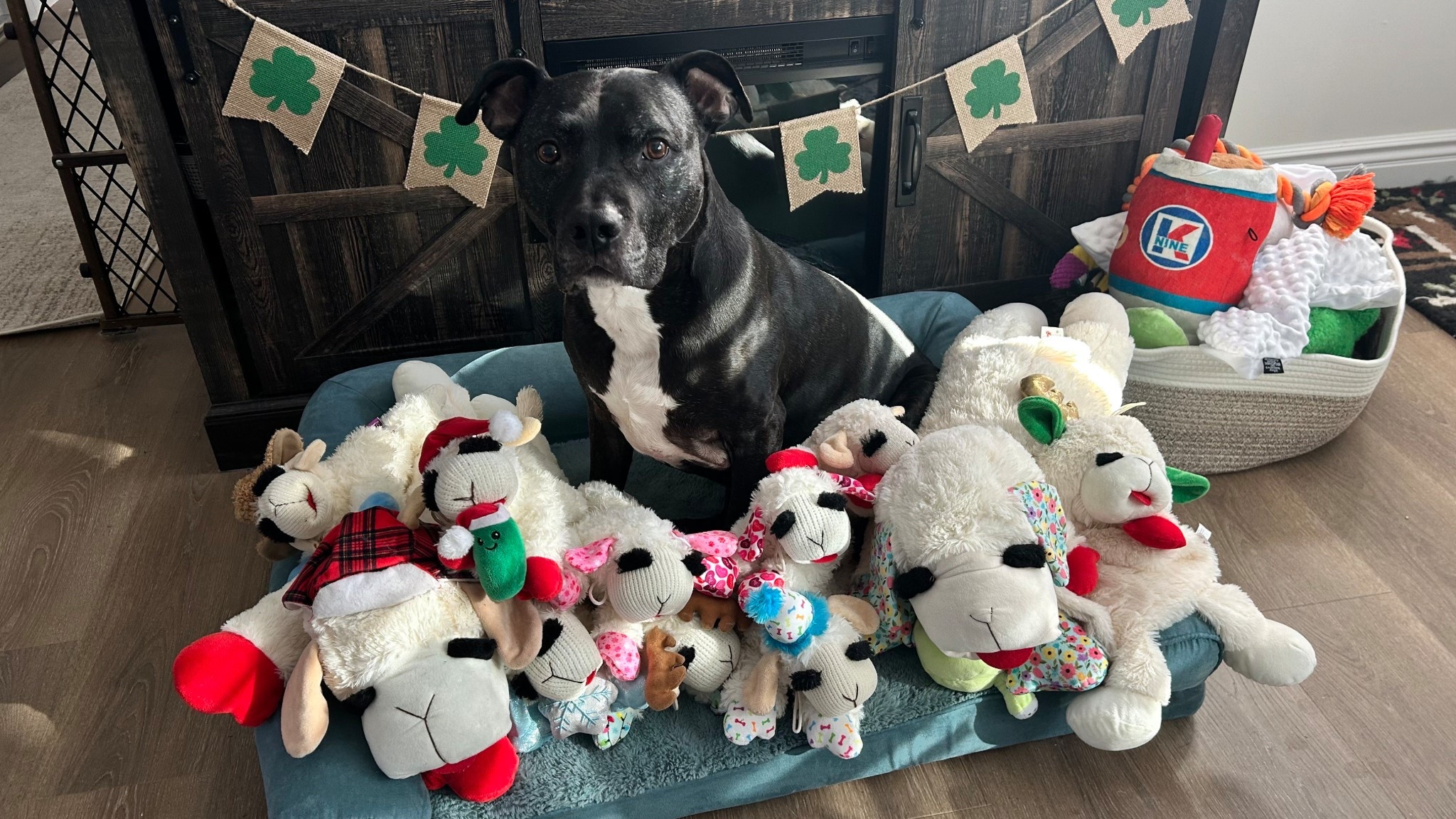 Zuma and his herd 🐑💚
Sharing his favorite lambies and cozy finds you always ask about — all linked below. Chewy has lamb chops on sale… buy 3 get 4th free @Chewy 

#LTKmomlife #LTKSpringSale #LTKdayinmylife