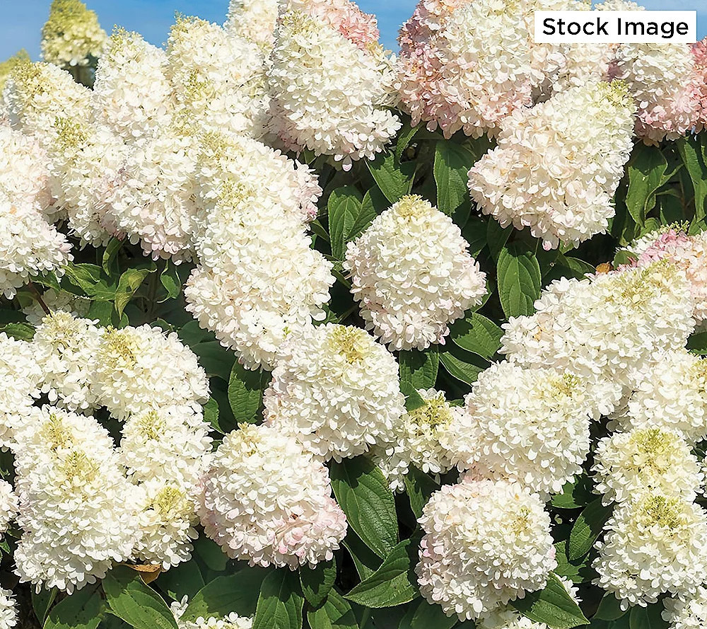 Cottage Farms 1-Piece Sweet Starlight Hydrangea Live Plant | QVC
