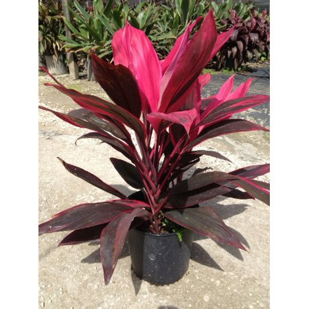 Cordyline 3pot | Walmart (US)