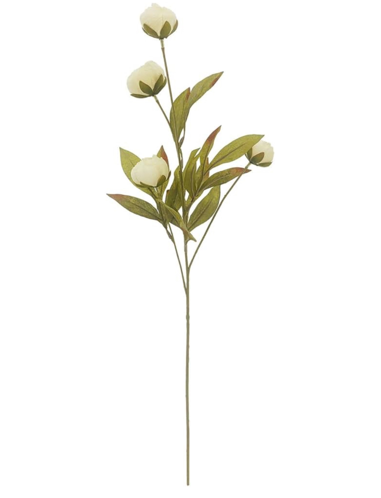 If you haven’t had any luck with “the” peonies, I just found this bulk package and it’s currently available in the cream!

#LTKHome