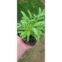Common Sage Herb, Live Plant in A 4"" Pot | Etsy (US)