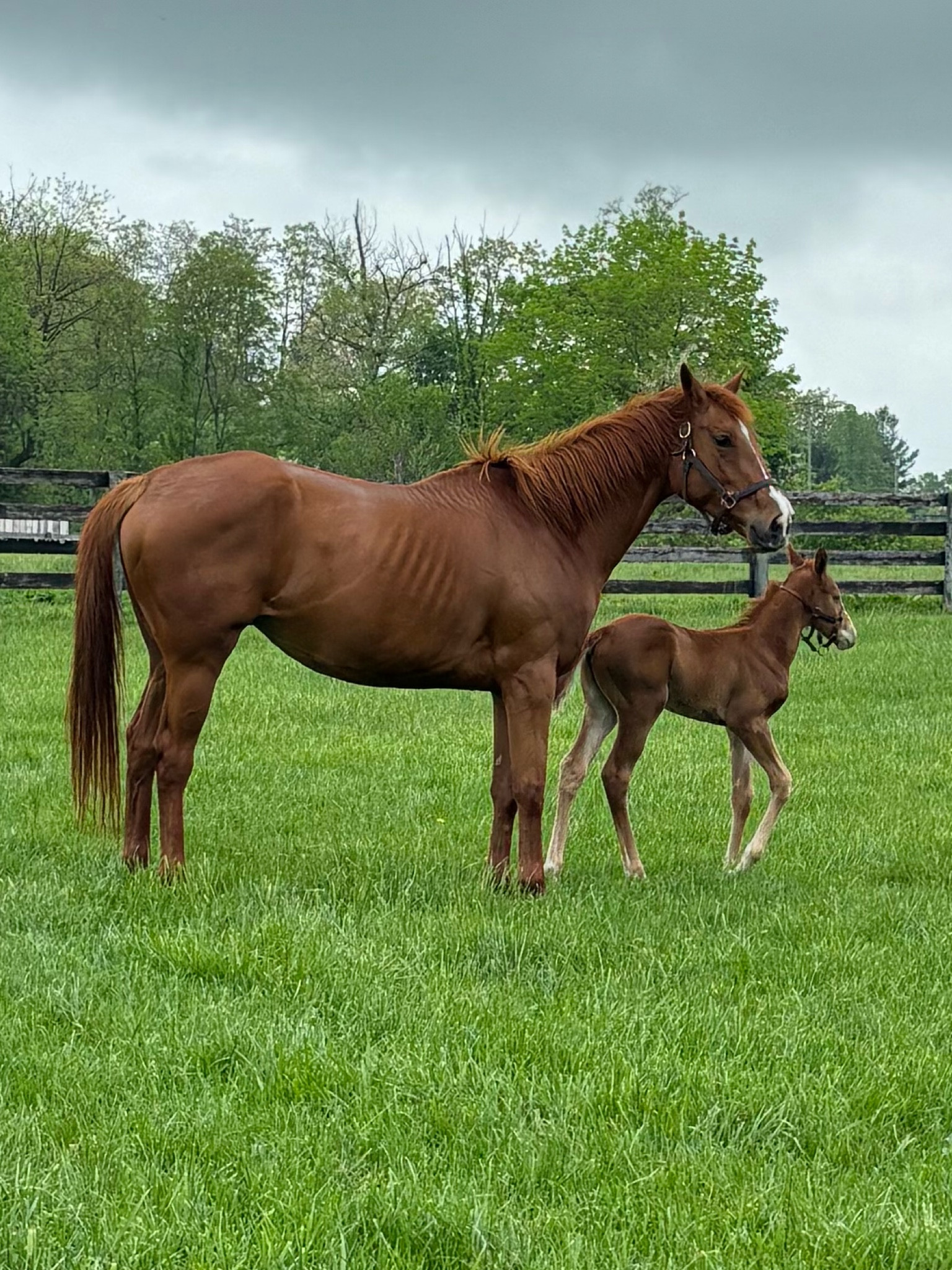 Farm favorites and essentials!

#LTKActive #LTKworkwear #LTKfindsunder100