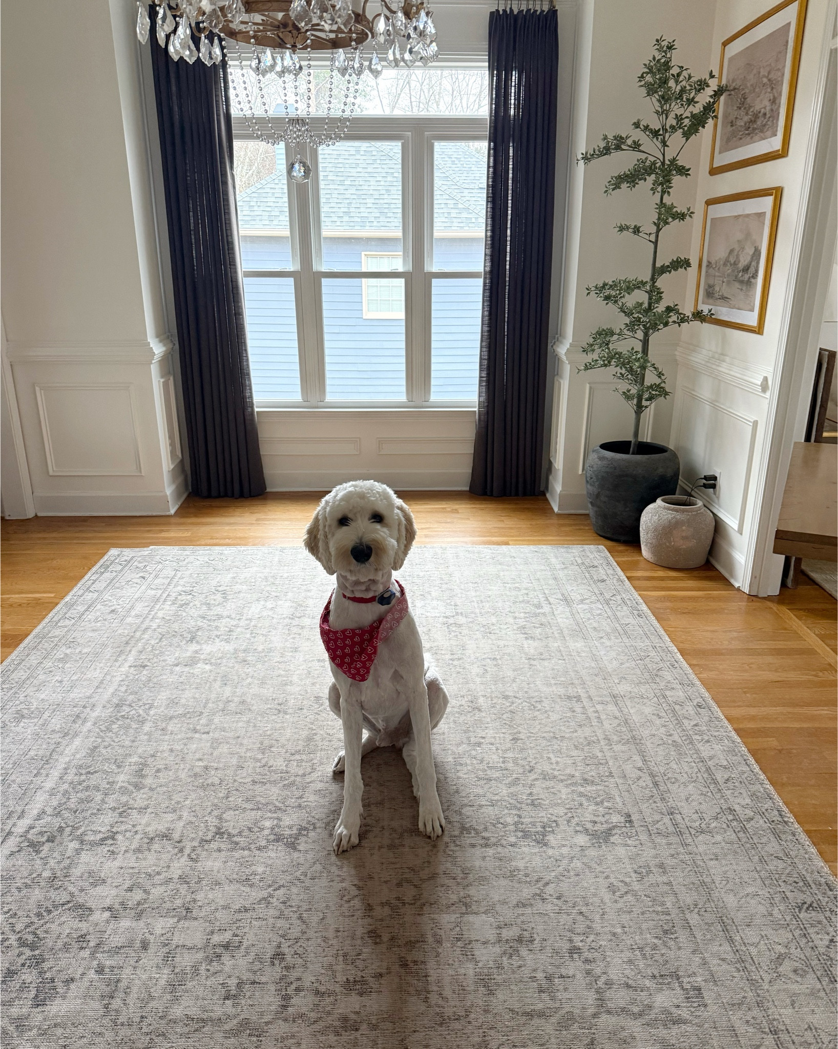 Switching out my rugs and found Archie enjoying the cleared out room. Lol!  This is one of my favorite rugs I’ve ever bought. I love the pattern and colors. It’s thin so you’ll need a rug pad. I love how easy it is to clean, which is a must in our home with kids and dogs. 