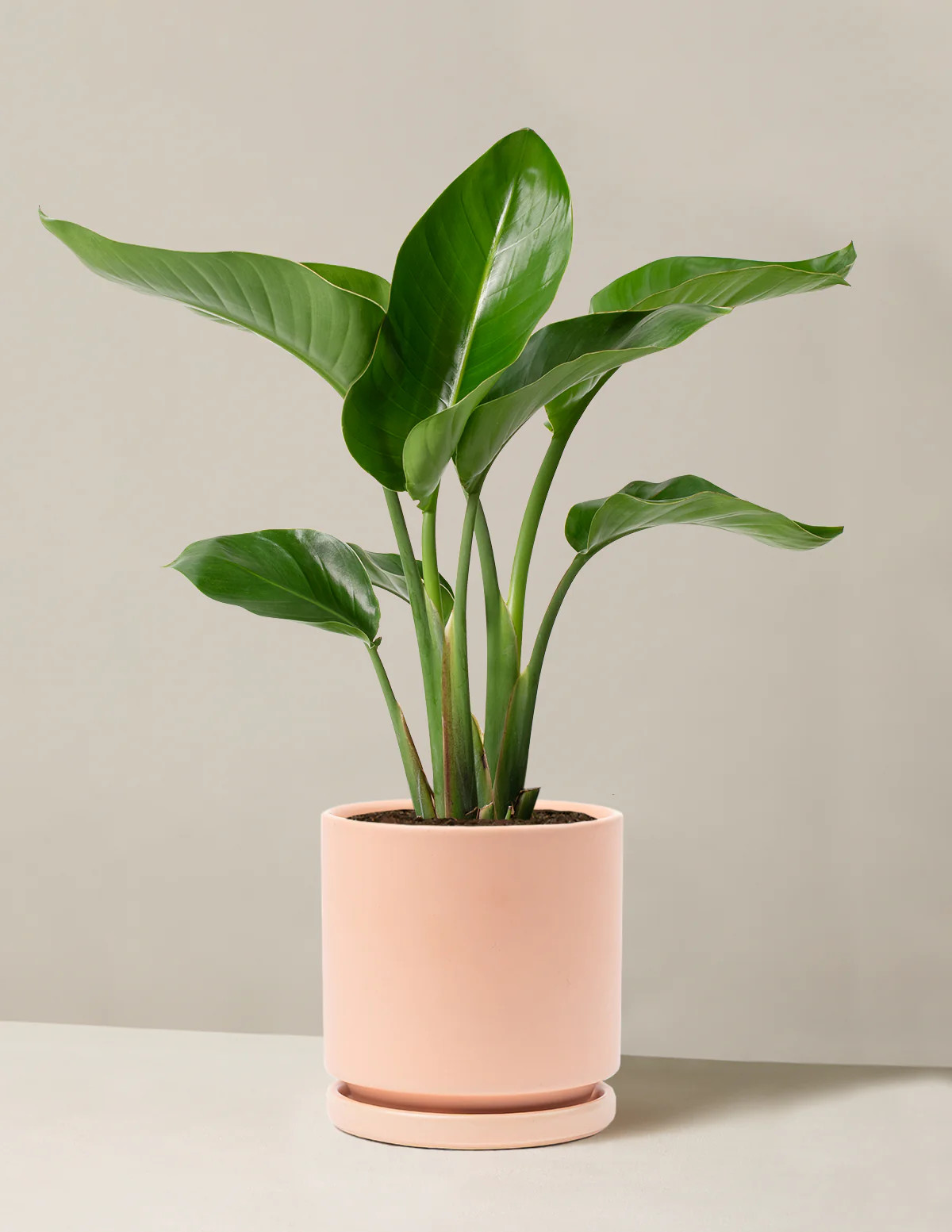 Bird of Paradise | The Sill
