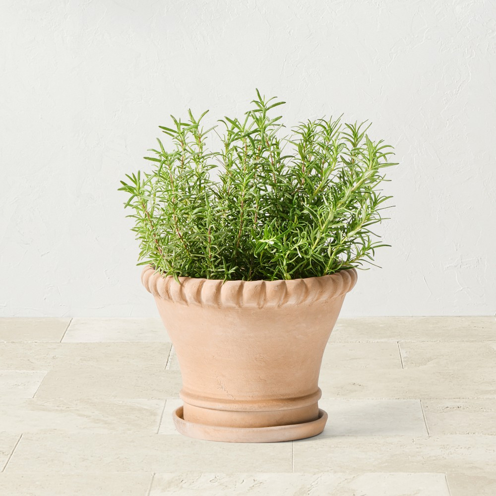Williams Sonoma Terracotta Rope Planter | Williams-Sonoma