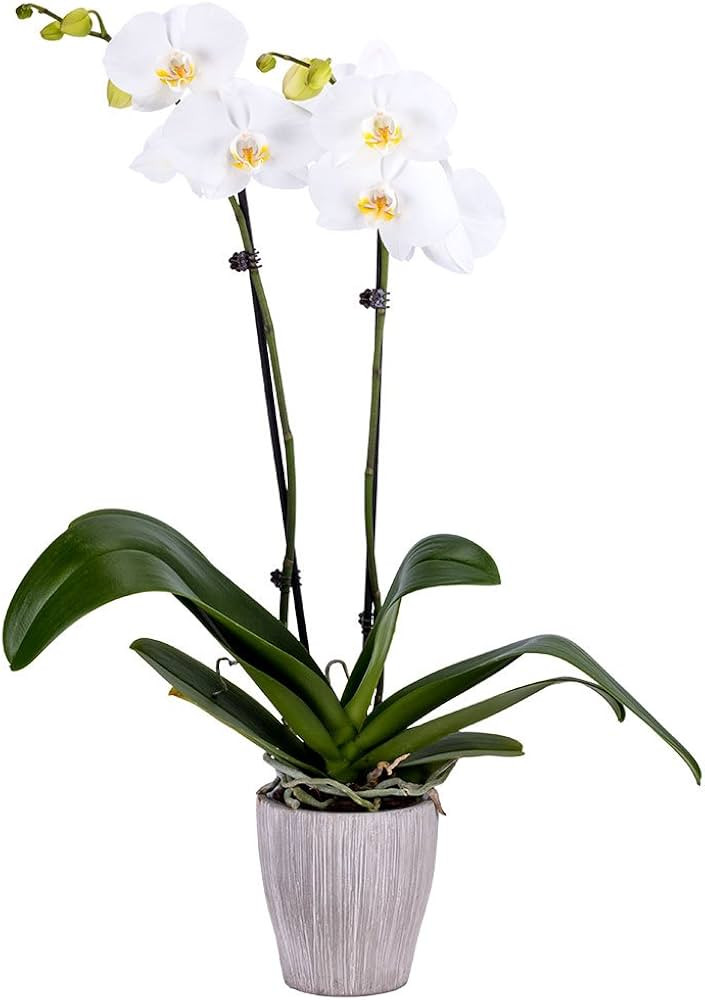 DecoBlooms Living White Premium Double Stem Orchid Plant - 5 inch Blooms - Fresh Flowering Home D... | Amazon (US)