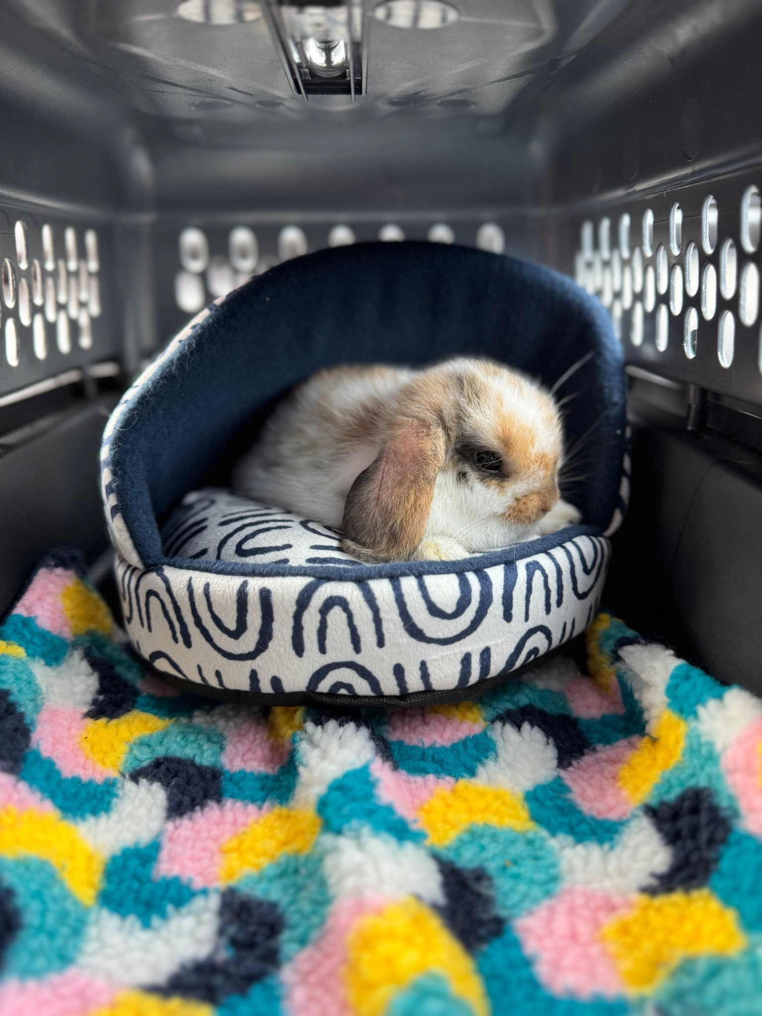 Bringing Home Babs: Our Favorite First Finds 🐰
We brought home our first Holland Lop, and these two must-haves from PetSmart’s Little Cheeks collection made the transition extra cozy!

✔️ Fleece Pee Pad – Perfect for lining the carrier or placing on your lap while holding your new babe. It’s soft, absorbent, and machine-washable!
✔️ Small Bed Cave – An ideal first burrow space. It helps them feel safe, snuggled, and ready for all those post-hop naps.

You can find both linked right here 🐾 #NewBunnyEssentials #GrayCedarBurrow #HollandLop #LittleCheeksFinds

#LTKPets