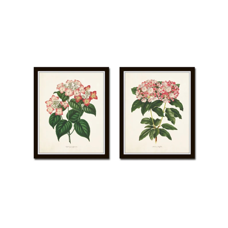 Botanical Print Set No. 11, Botanical Art, Botanical Prints, Hydrangea Print, Giclee, Wall Art, V... | Etsy (US)