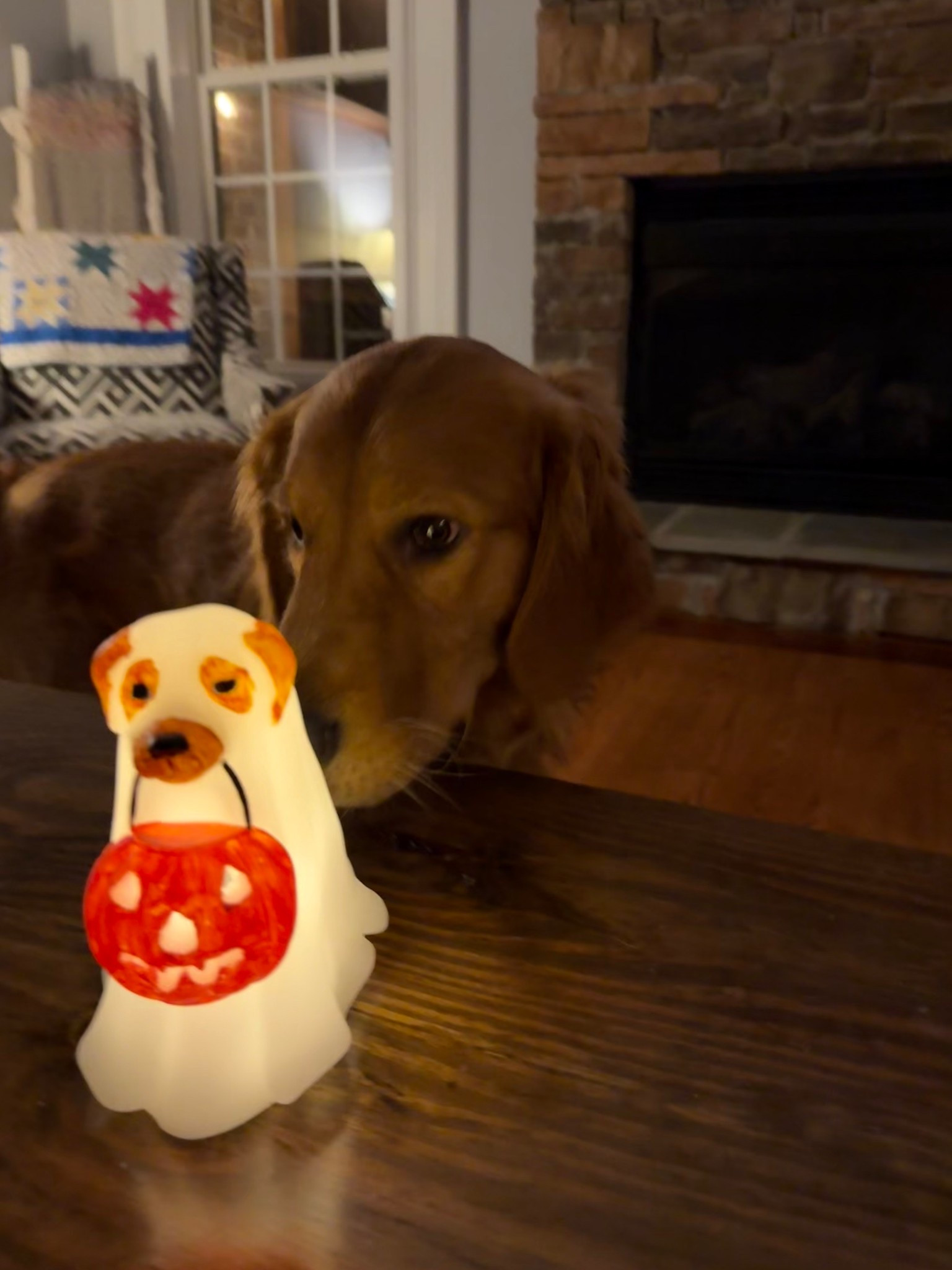 Meeting his mini 🐾🦮

#LTKFallSale #LTKPets #LTKSeasonal
