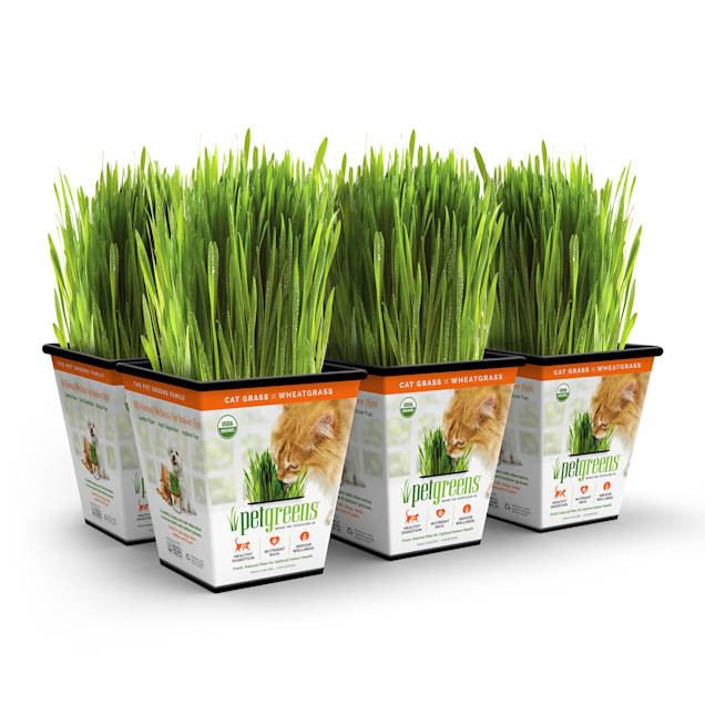Pet Greens Cat Grass Original Wheatgrass, Pack of 6 | Petco