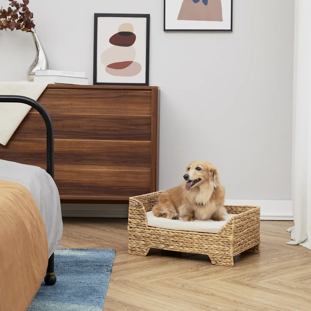 Archie & Oscar™ Aberdeen Pet Sofa & Reviews | Wayfair | Wayfair North America