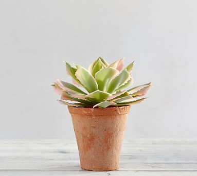 Faux Potted Pink Variegated Succulent | Pottery Barn (US)