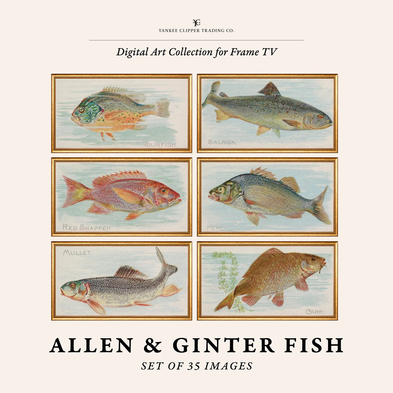 Samsung Frame TV Art Collection | Allen & Ginter Fish Set of 35 | Museum Grade Art | Vintage Sea ... | Etsy (Global)