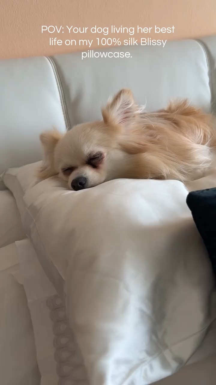 When your whole fam loves Blissy 100% silk pillowcases.😴🐾

#LTKdayinmylife #LTKHome