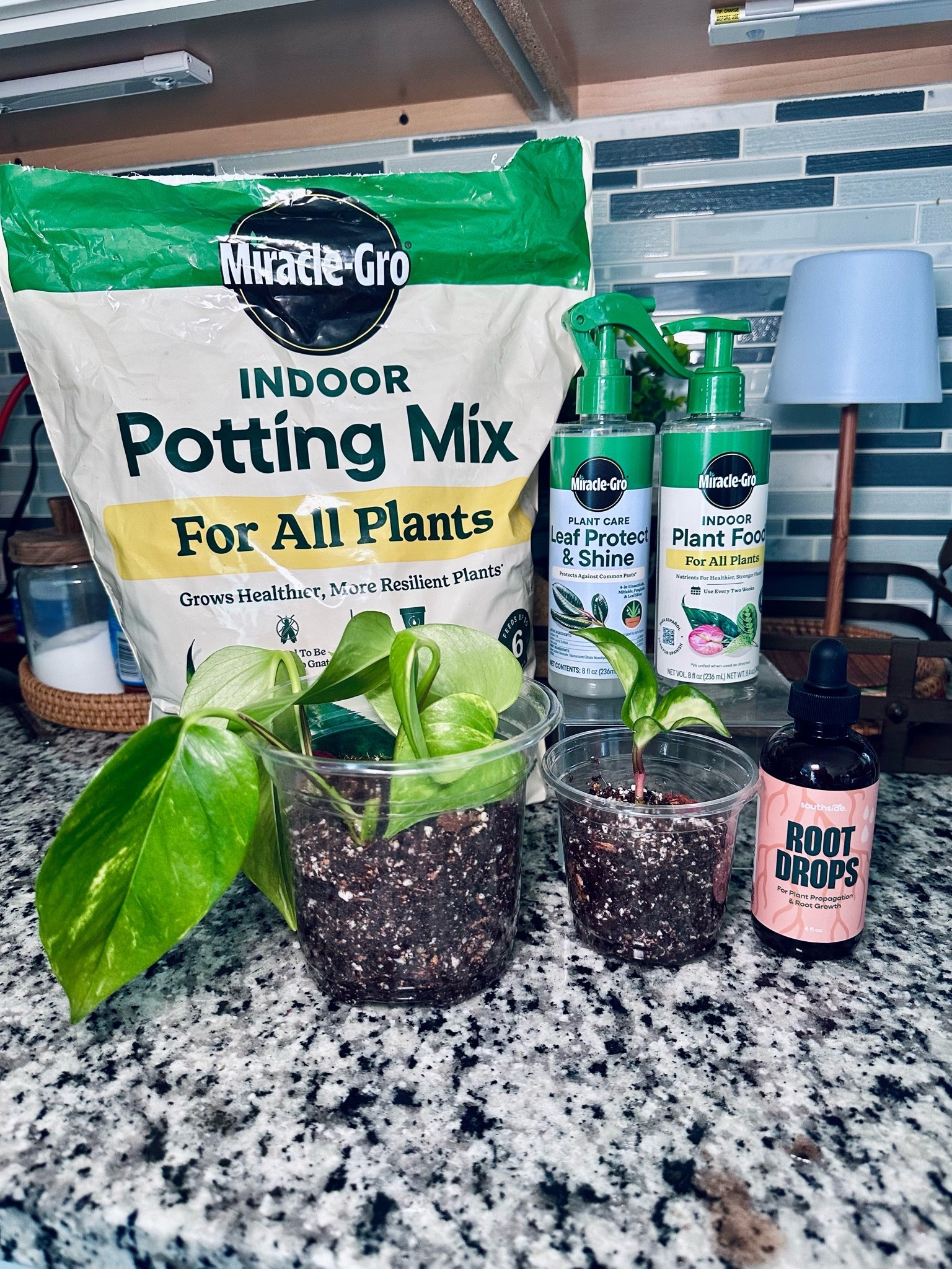 Some of my favorite products for houseplant care! The root drops alone have produced roots on my water propagations 10x faster!! #plantcare #plantmom

#LTKmomlife #LTKSeasonal #LTKSaleAlert