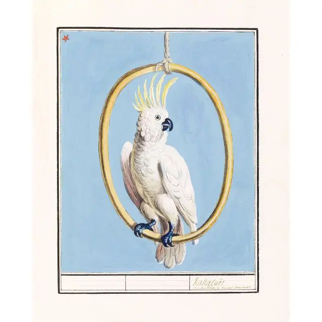 White Cockatoo Bird Print | Chairish