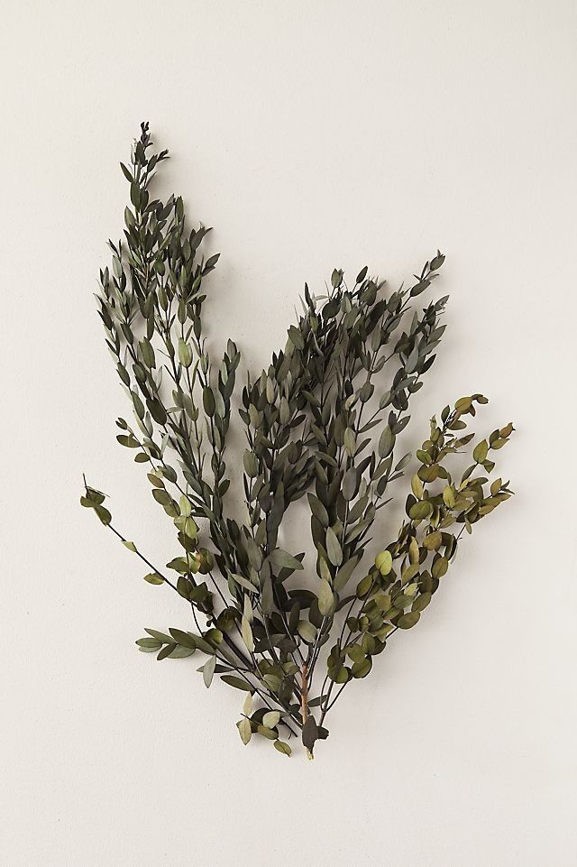 Preserved Parvifolia Eucalyptus Bunch, Plant Decor, Decorative Plants, Eucalyptus, Home Decor, Plant | Anthropologie (US)