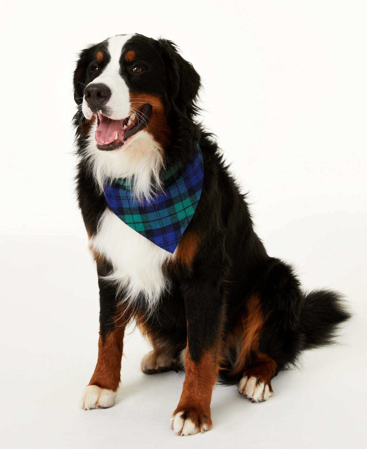 Matching Pet Black Watch Plaid Family Pajamas Bandana, Created for Macy's | Macys (US)