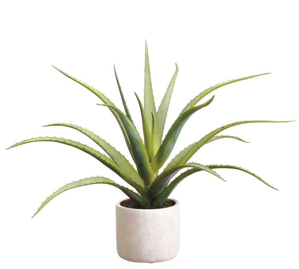 Faux Aloe Plant In Natural-Tone Cement Pot | Pottery Barn (US)
