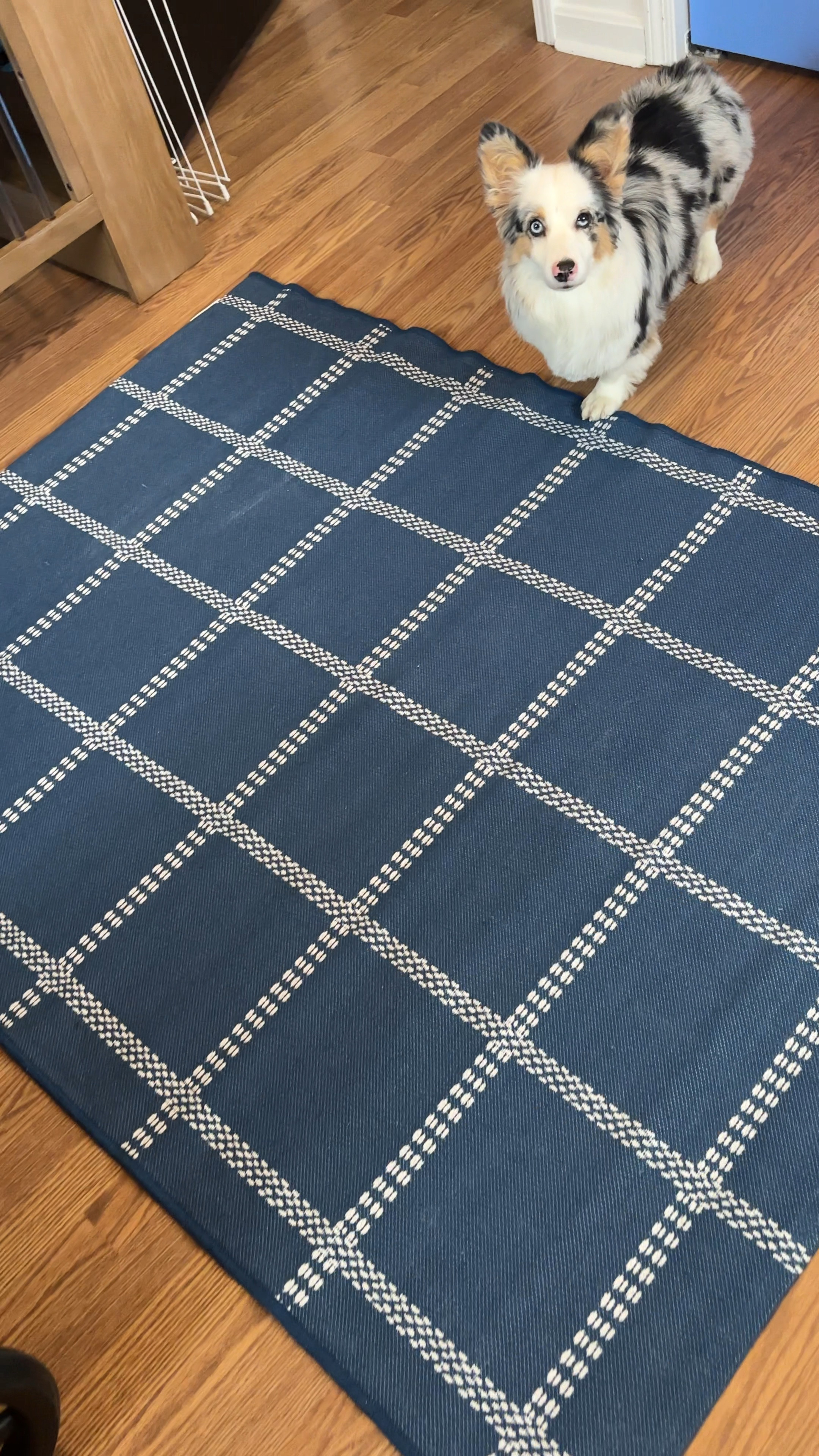 I still can’t believe I found this checkered rug at Target for only $10! 

#LTKHome #LTKFamily