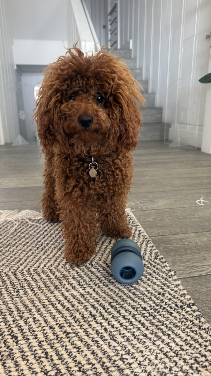 @fable has the best #pet toys and gear.

#LTKdayinmylife #LTKU #LTKHome