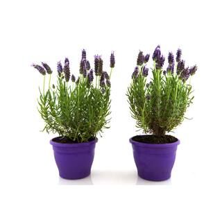Online Orchards 1 Gal. English Lavender Plant with Incredible Purple Color and Fragrance (2-Pack)... | The Home Depot