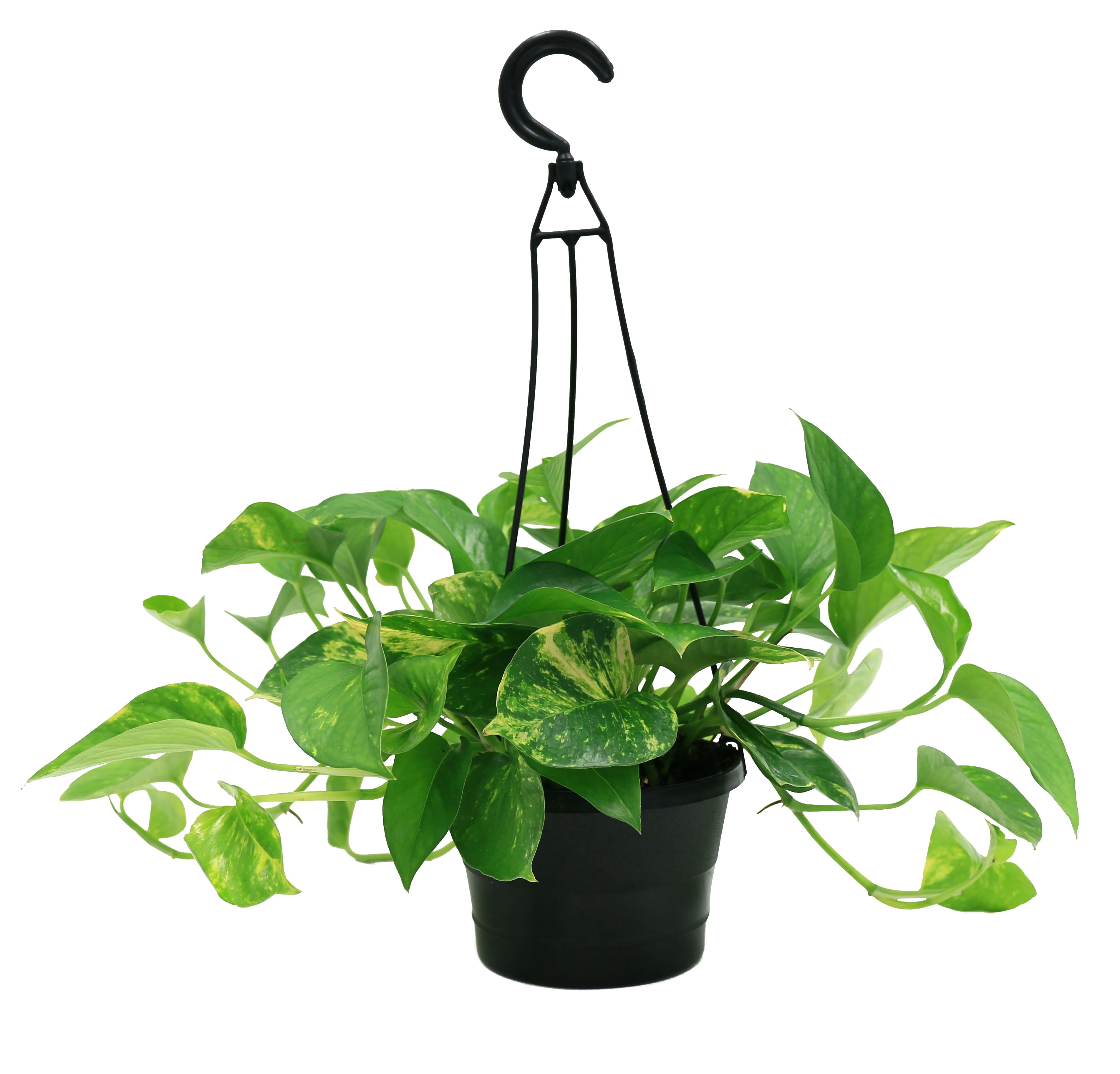 Expert Gardener Live Indoor Plant Green Pothos in 6in Grower Pot | Walmart (US)