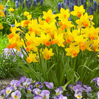 Garden State Bulb Yellow Cyclamineus Jetfire Mix Daffodil Bulbs 100 Count | Lowe's