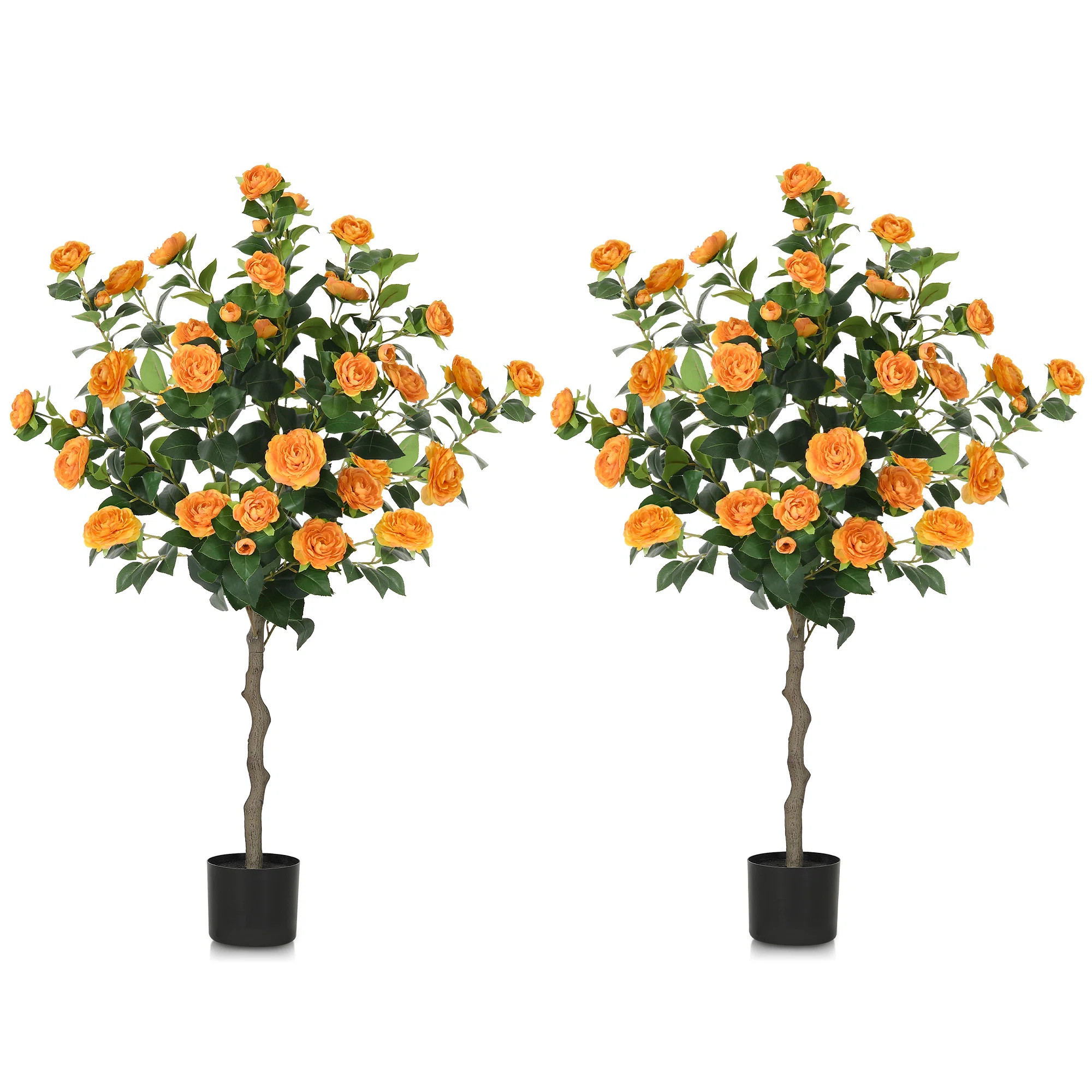 Primrue 49.2 Camellia Tree Plant (Set of 2) | Wayfair North America