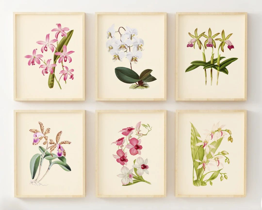 Vintage Orchid Prints Set of 6 Flower Wall Art Botanical - Etsy | Etsy (US)