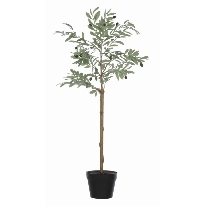 Bungalow Rose Olive Plant in Pot | Wayfair | Wayfair North America