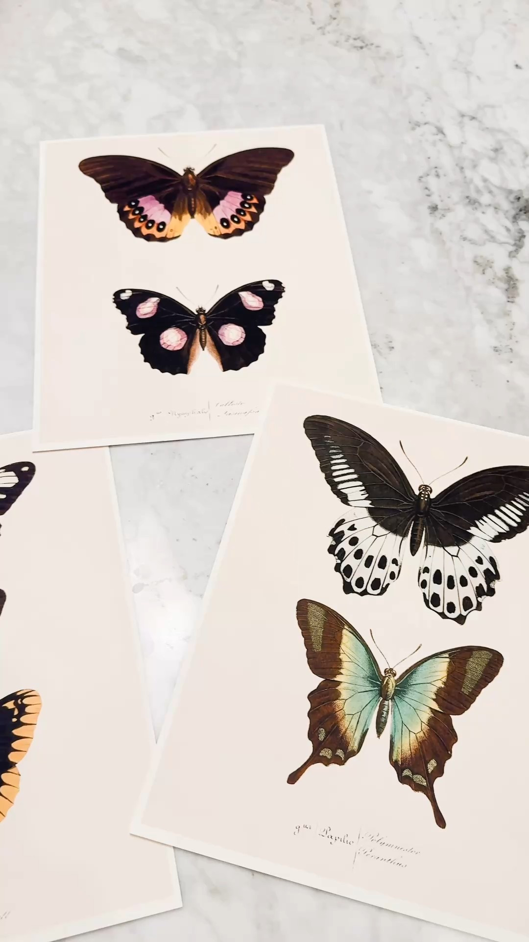 Butterfly prints