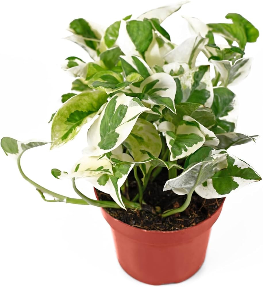 Live Tropical Pothos Plant (Pearls & Jade) - Easy to Care for - Perfect for Indoor and Outdoor Ho... | Amazon (US)