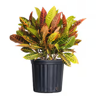 United Nursery Croton Petra Codiaeum Variegatum Live Plant in 9.25 inch Grower Pot 71461 - The Ho... | The Home Depot