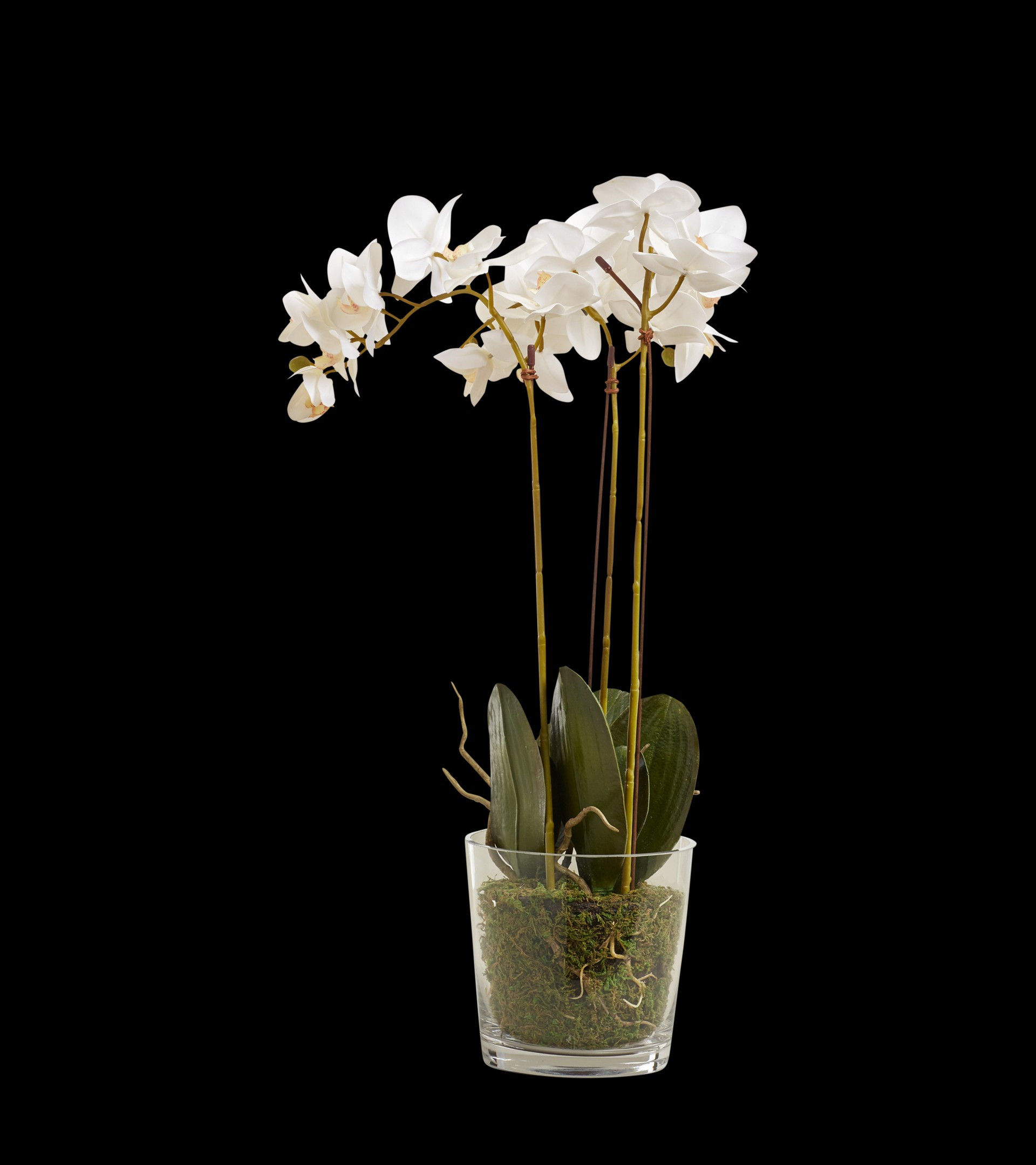 Faux Phalaenopsis Orchid With Glass Vase - White | OKA US