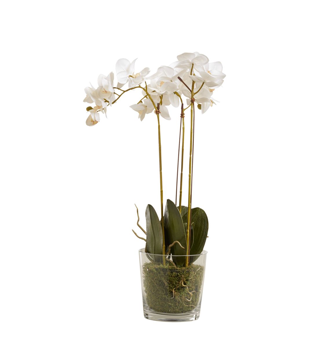 Faux Phalaenopsis Orchid With Glass Vase - White | OKA US