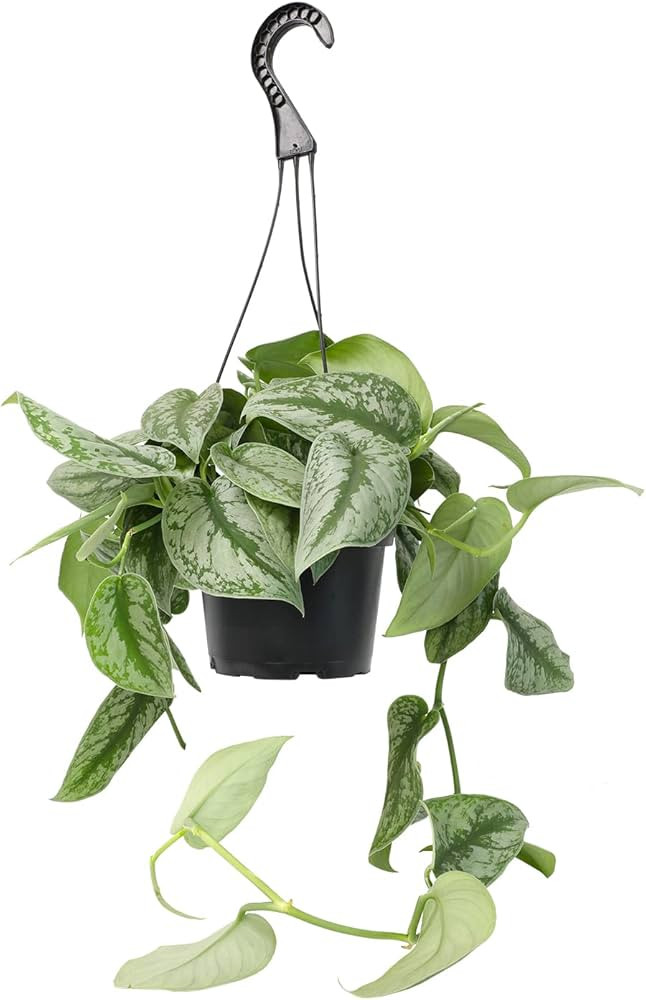 Silver Satin Pothos Plant Live Plant Hanging Basket, Silver Pothos Hanging Plant Live House Plant... | Amazon (US)
