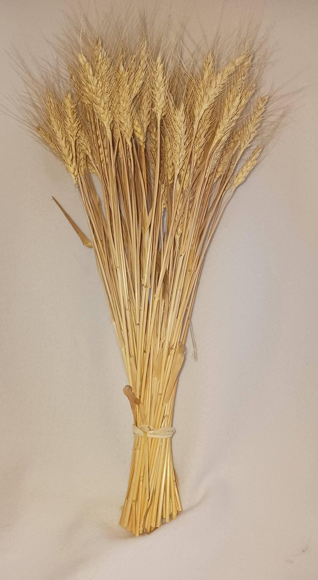 Golden Bearded Winter Wheat Sheaves - Etsy | Etsy (US)