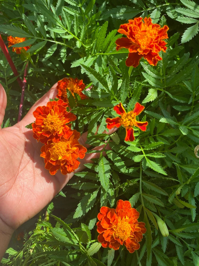 Marigold Seeds - Etsy | Etsy (US)