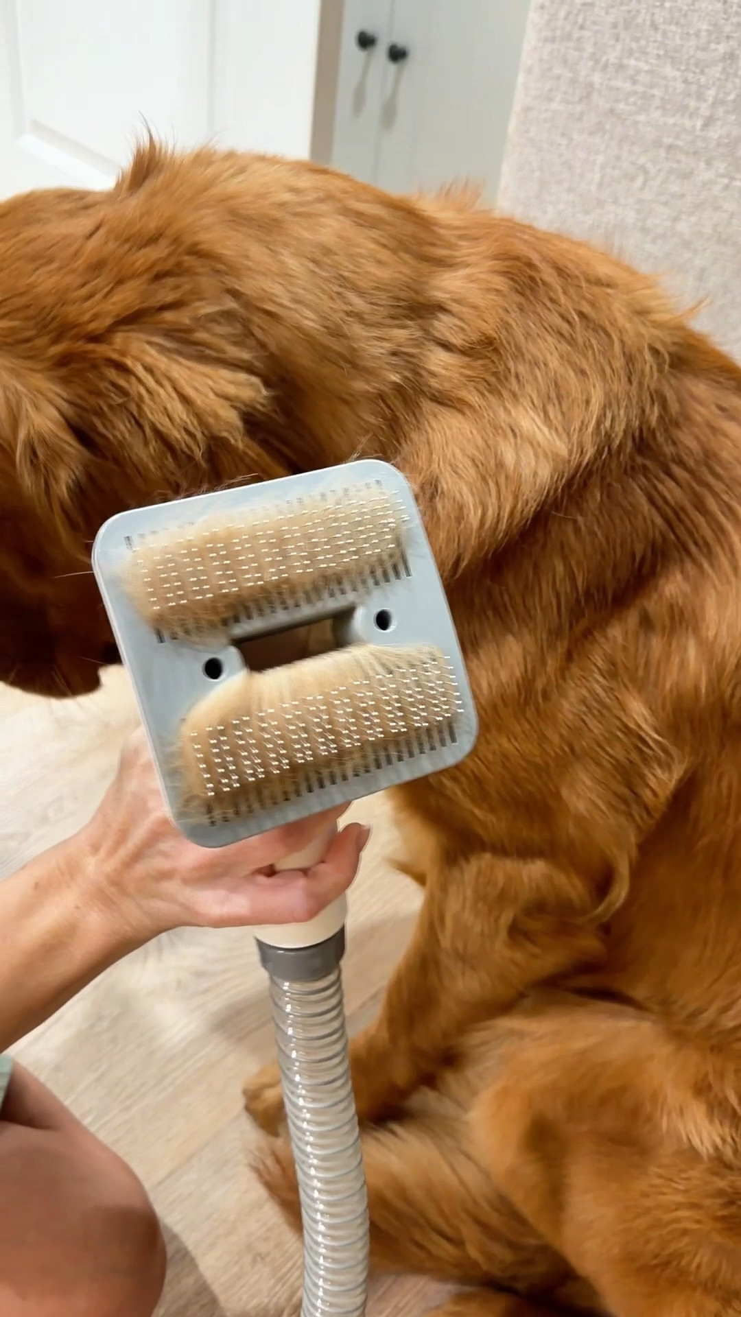 If you have a pet that sheds a lot this vacuum is phenomenal. It’s not too loud and it does the job. It also comes with trimmers so you can give a haircut and suck up the hair at the same time absolutely genius.


@amazonhome #amazonfinds @amazom #petfinds 

#LTKFindsUnder100 #LTKHome #LTKdayinmylife