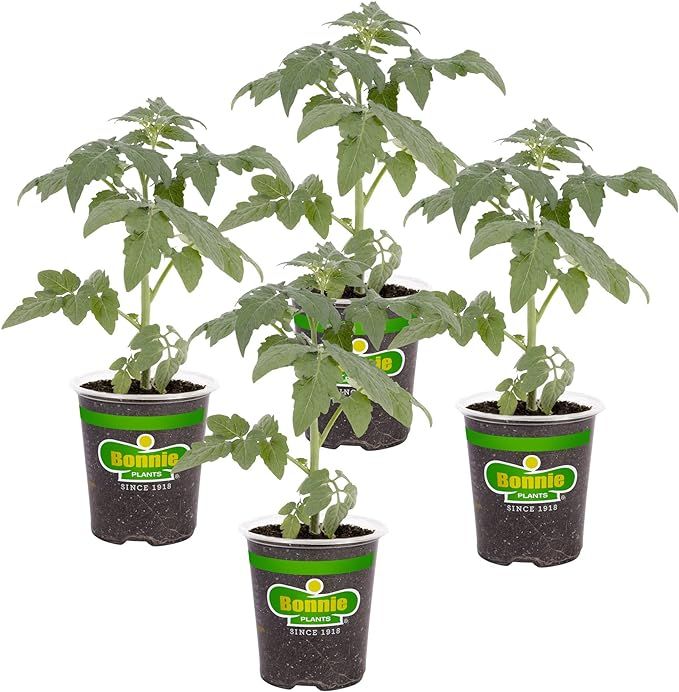 Bonnie Plants Big Boy Tomato Live Vegetable Plants - 4 Pack, 6 - 10 Ft. Plants, 16 - 32 Oz. Tomat... | Amazon (US)